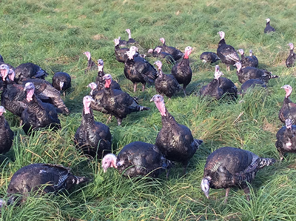 Maryfield free range Bronze Turkeys