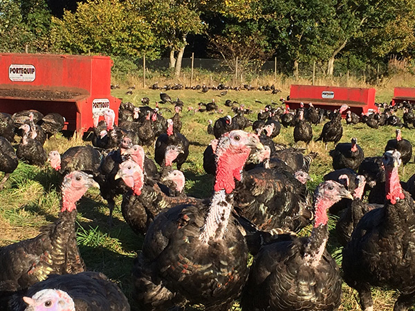 Maryfield free range turkeys